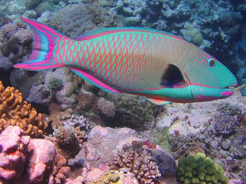 15 Stunning Photos Of Rainbow Animals Who Represent Every Color