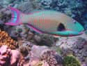Cetoscarus bicolor on Random Vibrant Rainbow Animals That Most People Don't Realize Exist