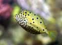 Yellow boxfish on Random Most Poisonous Creatures In Sea