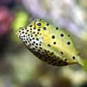 Yellow boxfish on Random Most Poisonous Creatures In Sea