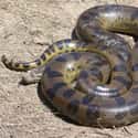 Green Anaconda on Random Scariest Animals in the World
