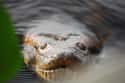 Green Anaconda on Random Most Terrifying Creatures Found In Amazon River