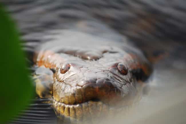 Green Anacondas