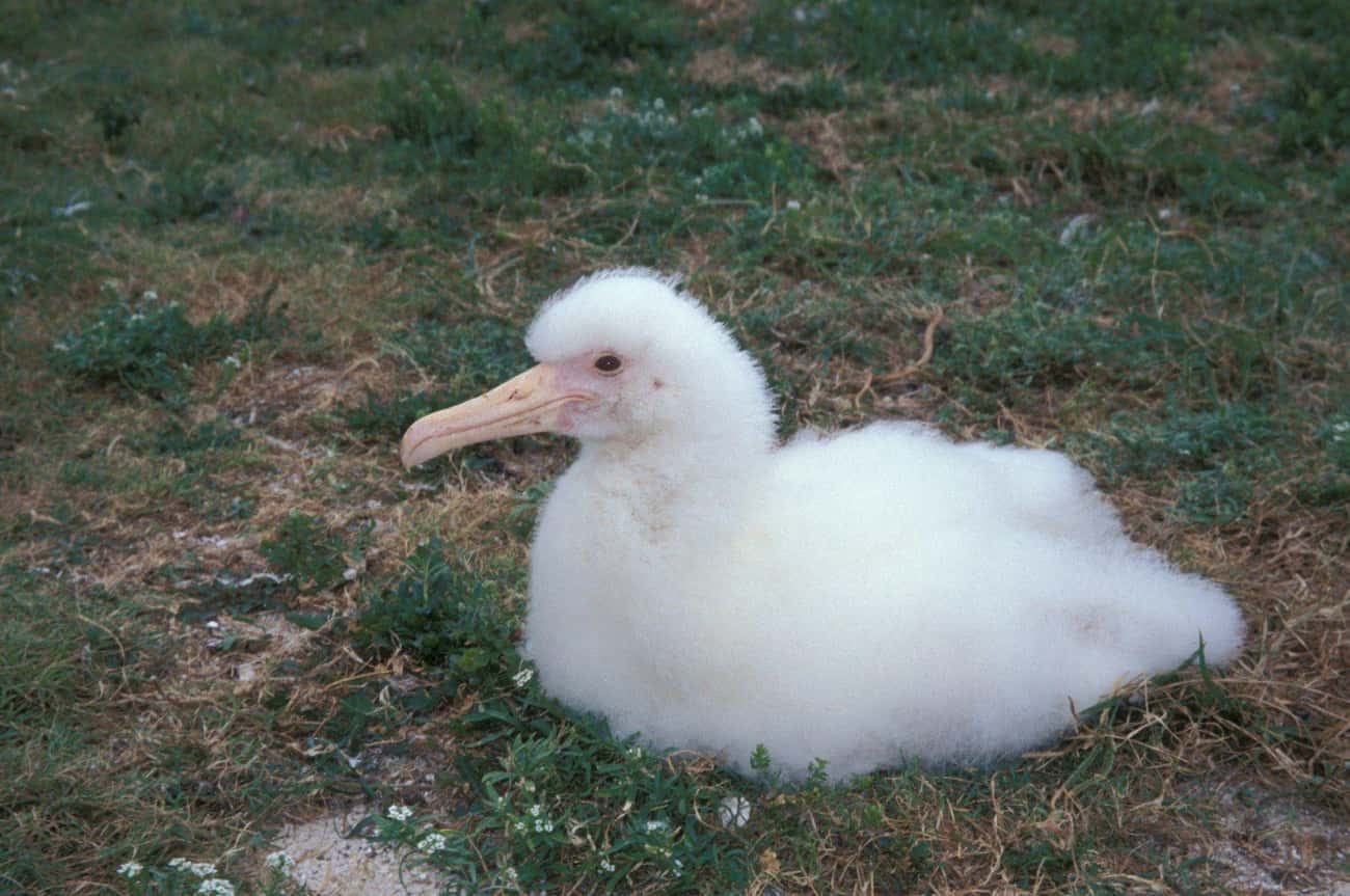 This Baby Laysan Albatross Wants To Say Hello