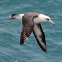 Laysan Albatross on Random Real Animals That Literally Have Superpowers