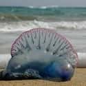 Portuguese Man o' War on Random Deadliest Texas Animals That'll Make You Watch Your Step In Lone Star State