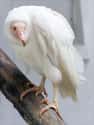 American Black Vulture on Random Incredible Albino (and Leucistic) Animals