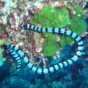 Sea snake on Random Scariest Types of Snakes in the World