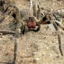Brazilian wandering spider on Random Scariest Animals in the World