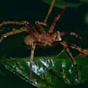 Brazilian wandering spider on Random Scariest Types of Spiders in the World