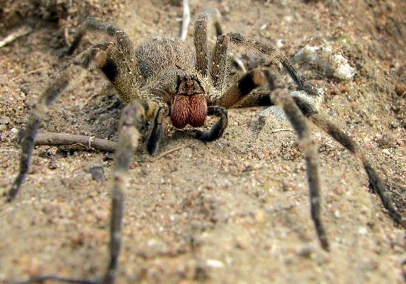 Brazilian Wandering Spiders
