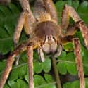 Brazilian wandering spider on Random Most Poisonous Animals In World