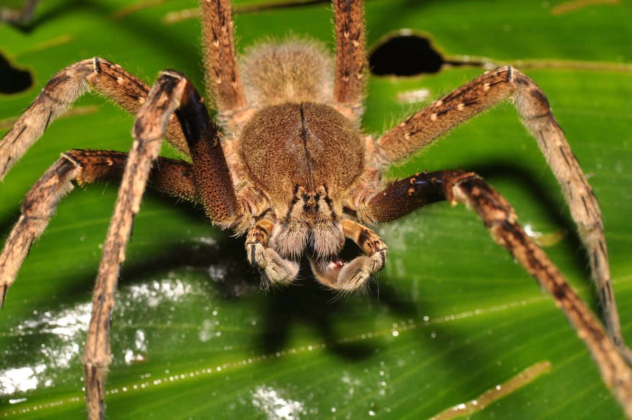 brazilian wandering spider poison
