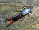 Earwig on Random Grossest Bugs on Earth