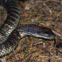 Platycheirus scutatus on Random Scariest Types of Snakes in the World