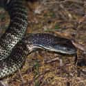 Platycheirus scutatus on Random Scariest Types of Snakes in the World