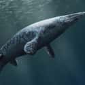 Mosasaurus on Random Famous Prehistoric Animals You'll Be Surprised To Learn Aren't Actually Dinosaurs