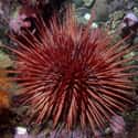 Red sea urchin on Random Ancient Animals That Are Older Than Every Single Human On Earth