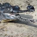 Gharial on Random Scariest Animals in the World
