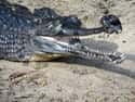 Gharial on Random Oddly Terrifying Animal Mouths That Are Upsetting To Even Look At