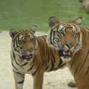 Indochinese Tiger on Random Horrifying Animals From Thailand