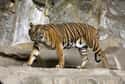Sumatran Tiger on Random World's Most Beautiful Animals