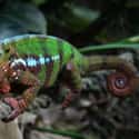 Panther chameleon on Random Insanely Cool Animals You Can Only Find In Madagascar