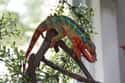 Panther chameleon on Random Vibrant Rainbow Animals That Most People Don't Realize Exist