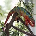 Panther chameleon on Random Vibrant Rainbow Animals That Most People Don't Realize Exist