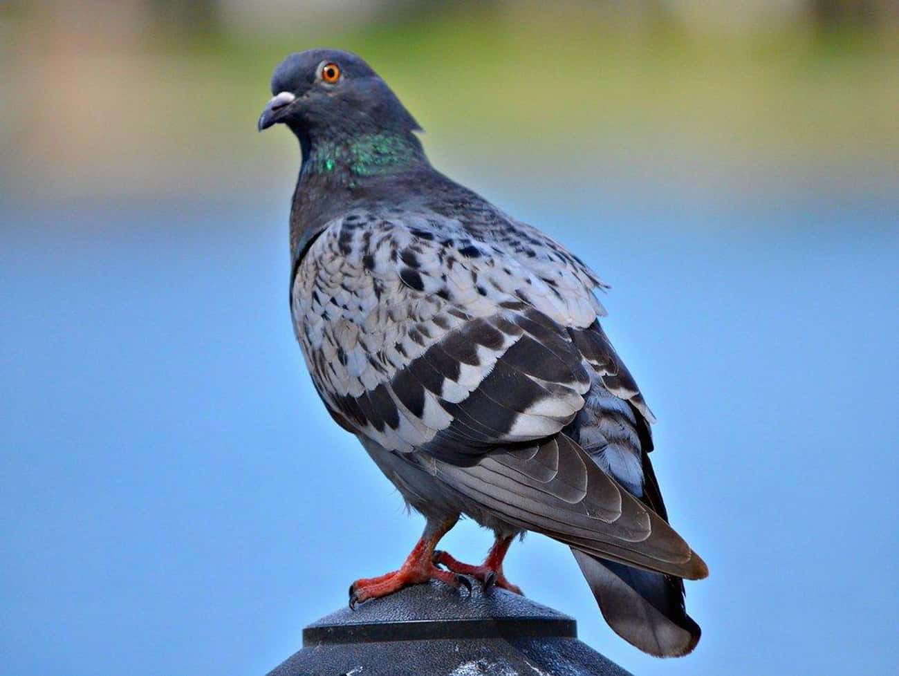 Pigeons Use Magnetoreception To Get Around
