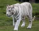 White tiger on Random World's Most Beautiful Animals
