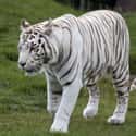 White tiger on Random World's Most Beautiful Animals
