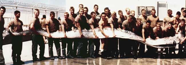 These Navy Seals Held A 23-Foot-Long Oarfish In Southern California