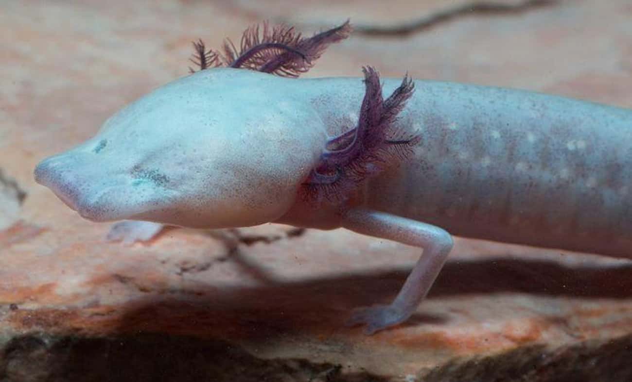 Texas Blind Salamanders Have No Eyes