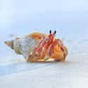 Hermit crab on Random Pets That Are Banned Around World And Why