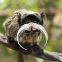 Emperor Tamarin on Random Cute, Bizarre, And Downright Weird Creatures You Probably Didn't Know Existed
