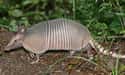 Nine-banded Armadillo on Random Animal Facts That Sound Fake, But Are 100% Legit
