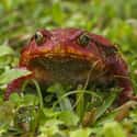 Tomato frog on Random Insanely Cool Animals You Can Only Find In Madagascar