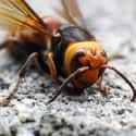 Japanese giant hornet on Random Scariest Animals in the World