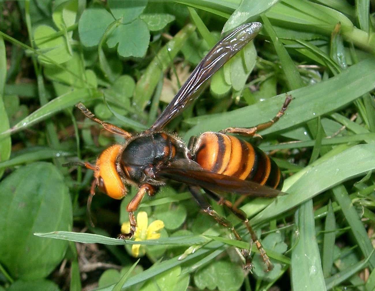 The Asian Giant Hornet Is A Deadly Insect