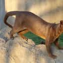 Fossa on Random Insanely Cool Animals You Can Only Find In Madagascar