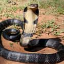 King Cobra on Random Scariest Types of Snakes in the World