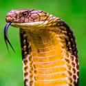 King Cobra on Random Most Poisonous Animals In World