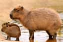 Capybara on Random Weirdest Animals You Can Legally Own In US