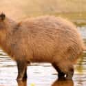 Capybara on Random Weirdest Animals You Can Legally Own In US