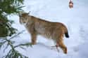 Eurasian Lynx on Random World's Most Beautiful Animals