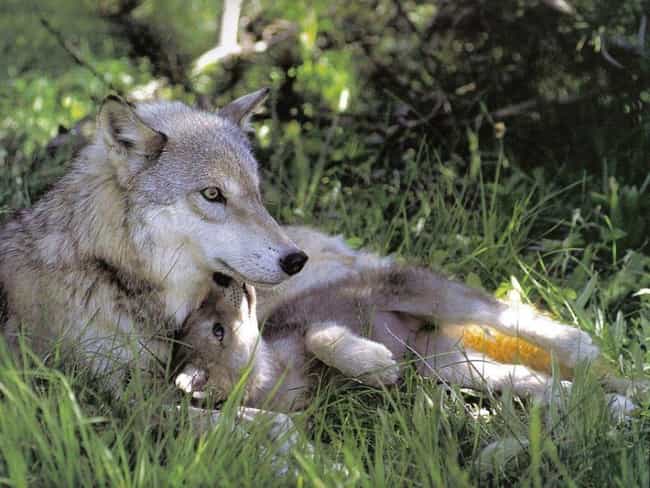 Tundra Wolf and Pup
