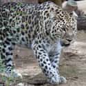 Amur Leopard on Random Animals are Fewer Than 100 In Entire World