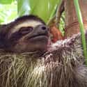 Three-toed sloth on Random Animals are Fewer Than 100 In Entire World