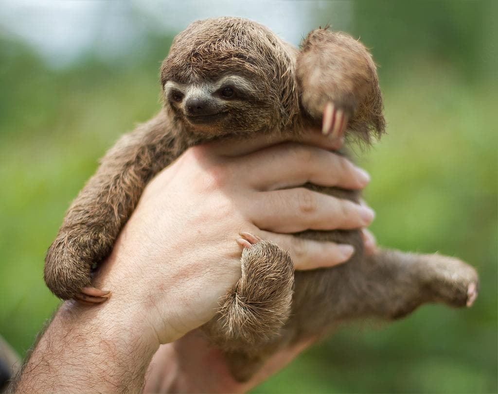 ugly sloth